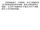 3.3+细胞核的结构和功能课件-2025-2026学年高一上学期生物人教版必修1 2