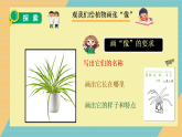 教科版小学科学一年级上册 1.4《给植物画张像》课件+视频素材