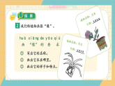 教科版小学科学一年级上册 1.4《给植物画张像》课件+视频素材