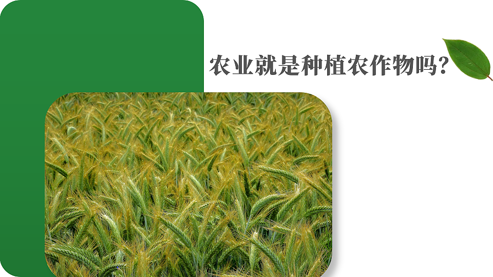 第一节 中国的农业第5页
