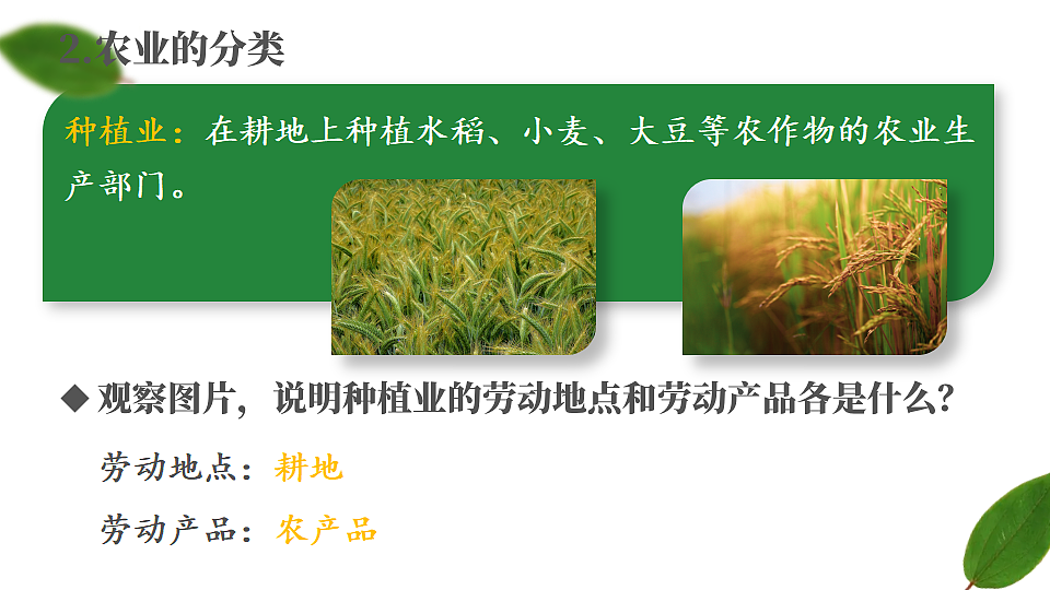 第一节 中国的农业第6页