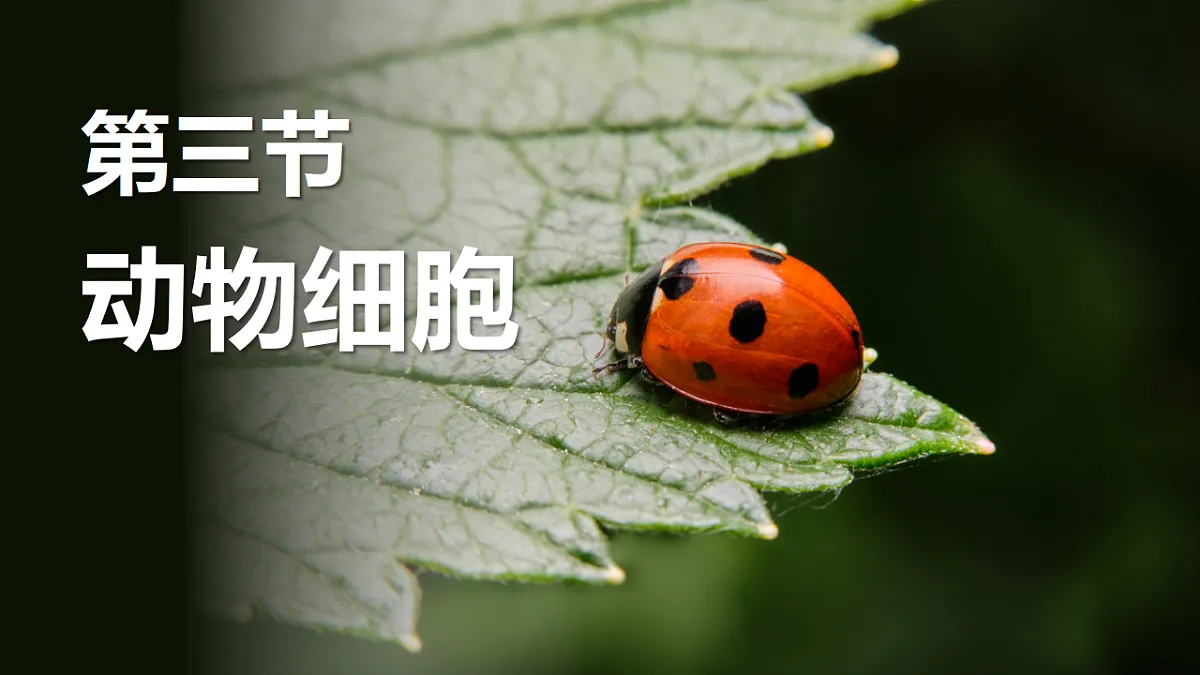 17352874第1页