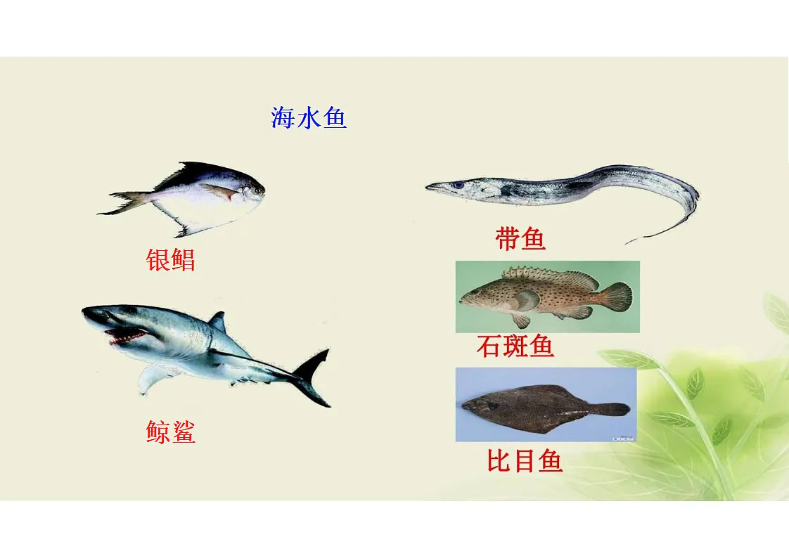 17352876第5页