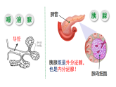 人教版生物八年级上册4.6.4《激素调节》课件