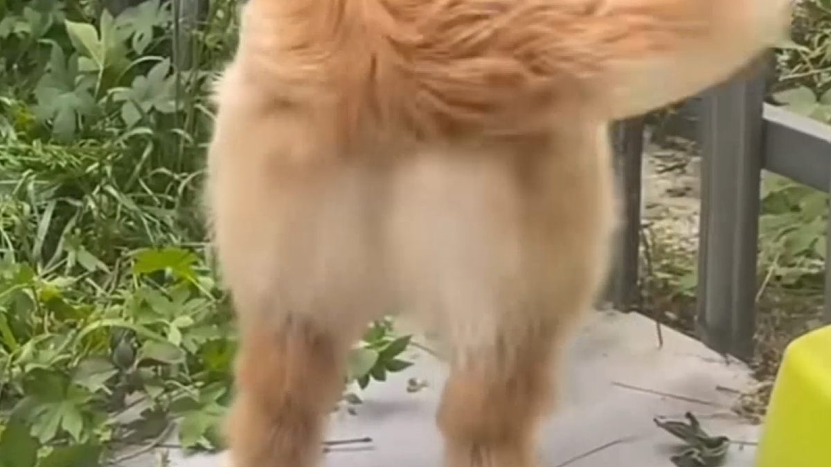 我家的小狗（教学课件）（第1课时）第6页