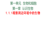 初中  生物  人教版（2024）  七年级上册（2024）  第一单元1.1 观察周边环境中的生物 课件