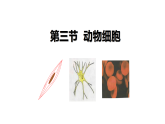 初中  生物  人教版（2024）  七年级上册（2024）  第一单元2.3 动物细胞 课件