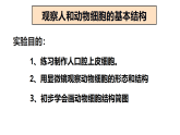 初中  生物  人教版（2024）  七年级上册（2024）  第一单元2.3 动物细胞 课件