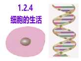 初中  生物  人教版（2024）  七年级上册（2024）  第一单元2.4 细胞的生活 课件