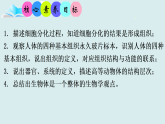 初中  生物  人教版（2024）  七年级上册1.3.2 动物体的结构层次 课件