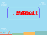 4.6.3 神经系统支配下的运动 课件人教版（2024）八年级上册