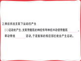 4.6.3 神经系统支配下的运动习题课件2025人教版生物学八年级上册（含答案）