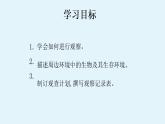 初中  生物  人教版（2024）  七年级上册1.1.1 观察周边环境中的生物 课件