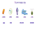 初中  生物  人教版（2024）  七年级上册1.3.4 单细胞生物 课件
