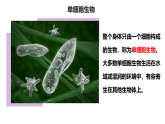初中  生物  人教版（2024）  七年级上册1.3.4 单细胞生物 课件