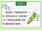 初中  生物  人教版（2024）  七年级上册1.3.4 单细胞生物 课件