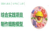 初中  生物  人教版（2024）  七年级上册（2024）  第一单元综合实践项目 制作细胞模型 课件