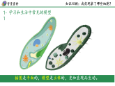 初中  生物  人教版（2024）  七年级上册（2024）  第一单元综合实践项目 制作细胞模型 课件