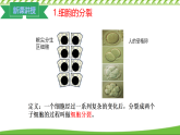1.2.1细胞的分裂 课件 2024-2025学年冀少版生物七年级上册