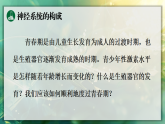 16.4 青春期发育 课件 2025-2026学年苏教版八年级生物上册
