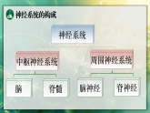 16.1.1 神经系统的构成 课件 2025-2026学年苏教版八年级生物上册