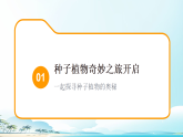 初中  生物  人教版（2024）  七年级上册2.1.2 种子植物 课件