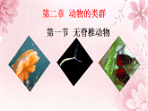 初中  生物  人教版（2024）  七年级上册2.2.1 无脊椎动物 课件