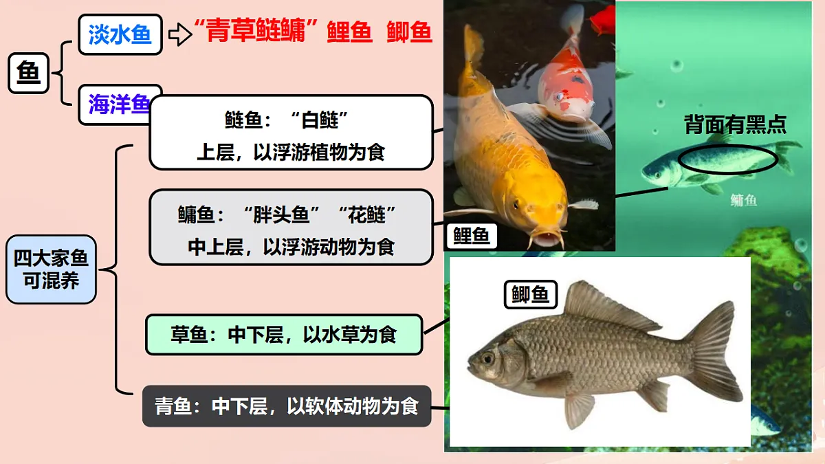 17365508第3页