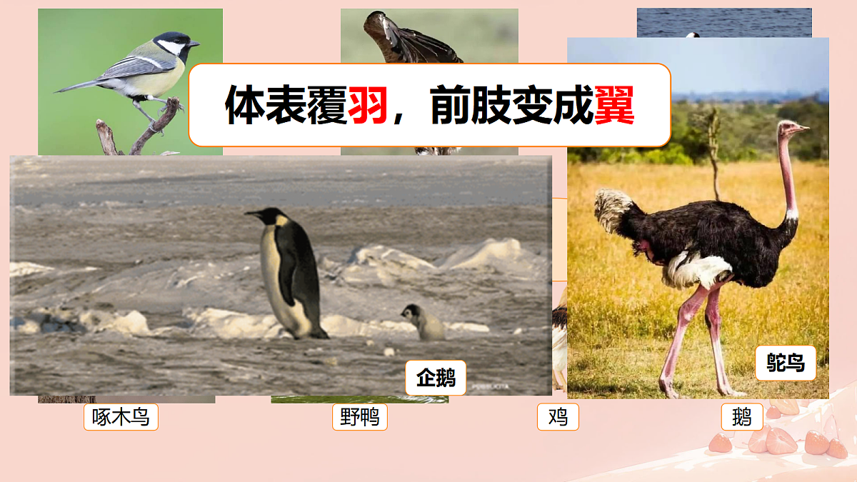 17365509第4页