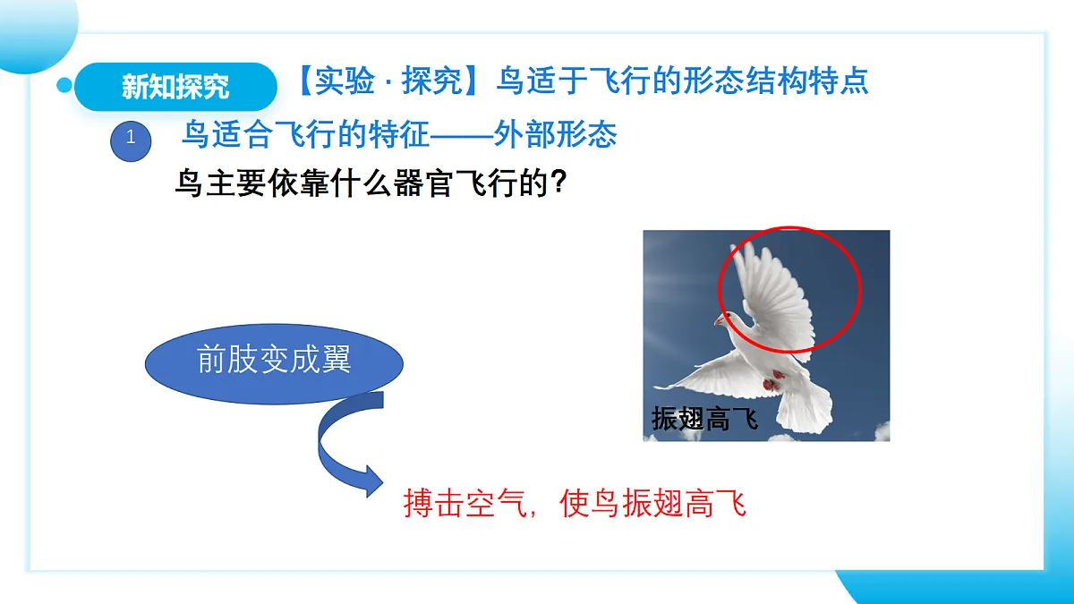 17365511第7页