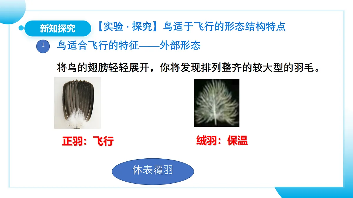 17365511第8页