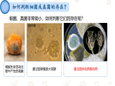 初中  生物  人教版（2024）  七年级上册2.3.1 微生物的分布 课件