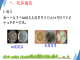 初中  生物  人教版（2024）  七年级上册2.3.1 微生物的分布 课件