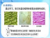 2.2.2 细胞是生命活动的单位  课件  2025-2026学年北师大版生物七年级上册