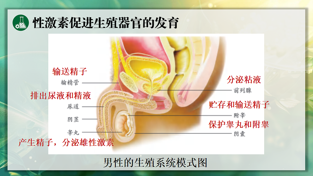 17367585第7页