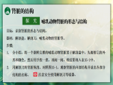 15.1 肾脏与尿液形成（课件）2025-2026学年苏教版八年级生物上册