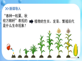 3.5.1 种子萌发形成与幼苗 课件 北师大版生物七年级上册