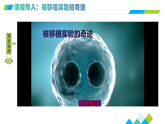 3.3细胞核的结构和功能（教学课件）-2025-2026学年高中生物必修1（人教版2019）
