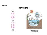 浙教版2024科学九年级下册2.3 生物群落（课件 )