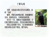 统编版一年级语文上册课件《阅读9 乌鸦喝水》