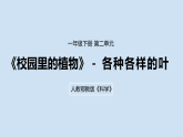 2026年春人教鄂教版一年级科学下册 4.各种各样的叶（教案+课件）