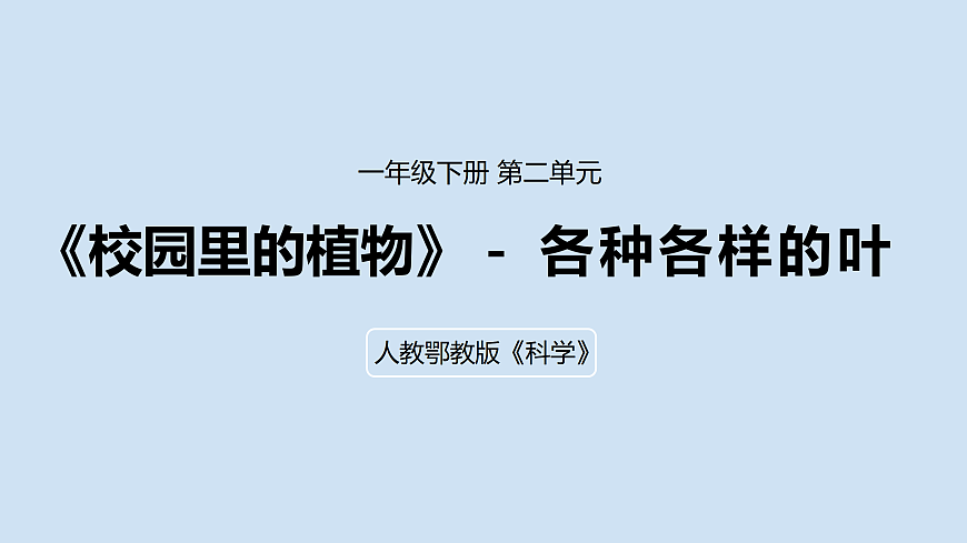 4.各种各样的叶第1页
