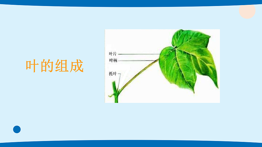 4.各种各样的叶第2页