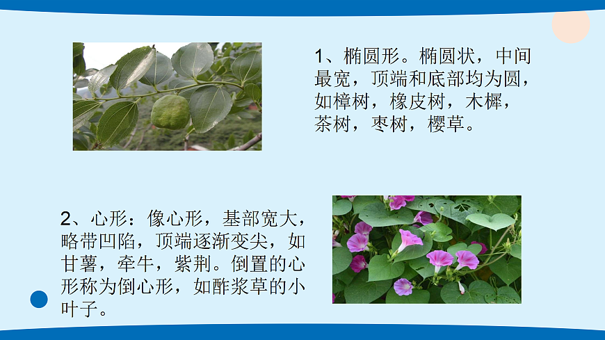 4.各种各样的叶第3页