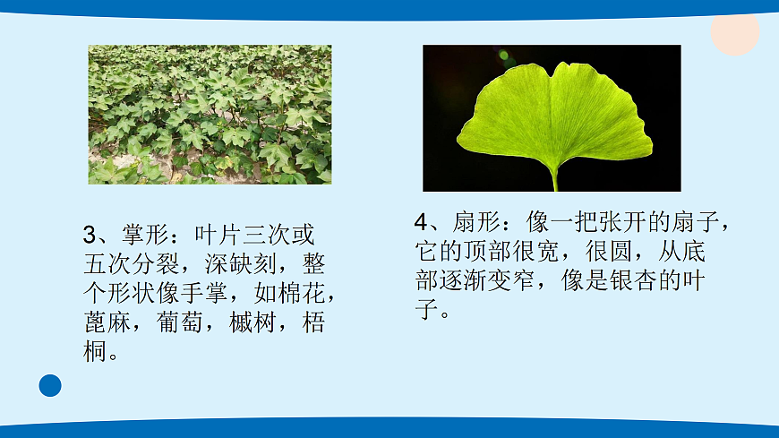 4.各种各样的叶第4页