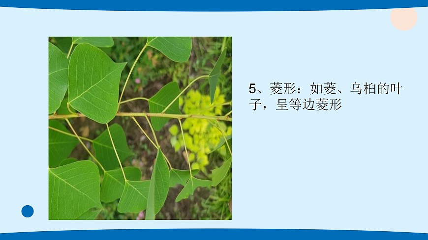 4.各种各样的叶第5页