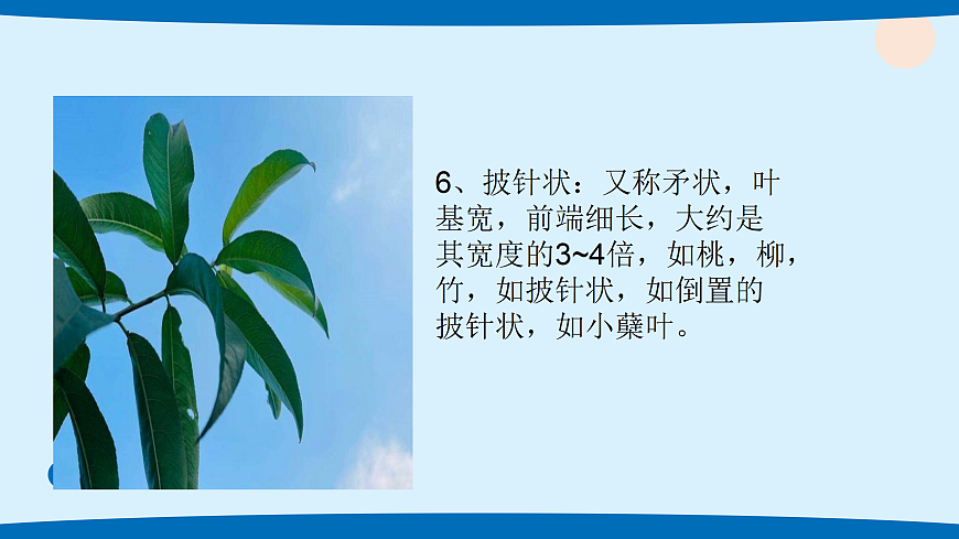 4.各种各样的叶第6页