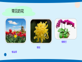 2026年春人教鄂教版一年级科学下册 5.多彩的花（教案+课件）