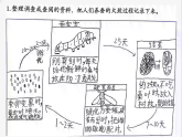 人教鄂教版四年级科学下册6.怎样养蚕（课件）