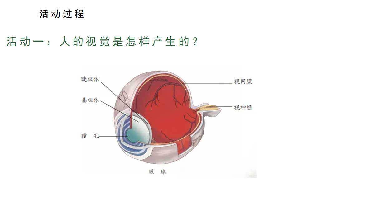 1.《视觉》 教学课件第5页
